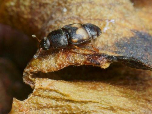 Carpophilus hemipterus