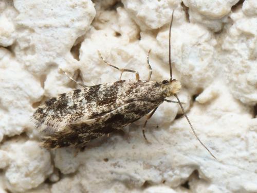 Réf. 114 508 : Nemapogon granella