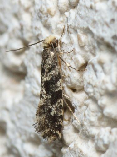 Réf. 114 509 : Nemapogon granella
