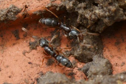 Hypoponera eduardi