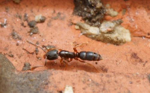 Hypoponera eduardi