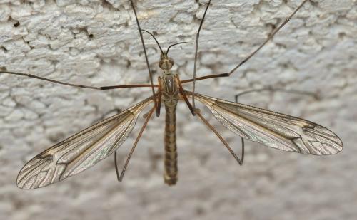 Réf. 114 989 : Tipula lateralis