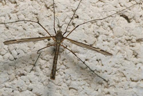 Réf. 114 988 : Tipula lateralis