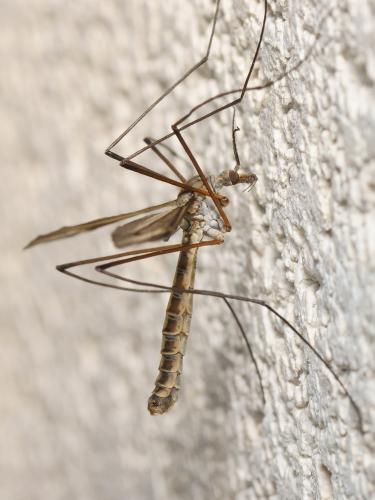 Réf. 114 990 : Tipula lateralis