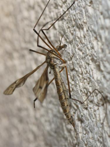 Réf. 114 992 : Tipula lateralis