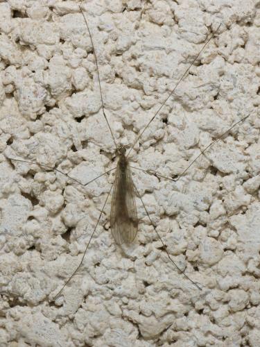 Réf. 114 983 : Dicranomyia sp.
