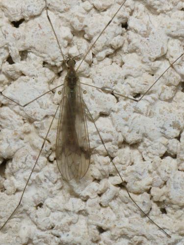 Dicranomyia sp.