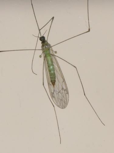 Dicranomyia sp.