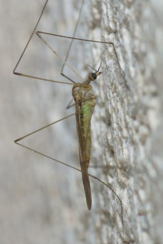 Réf. 114 985 : Dicranomyia sp.