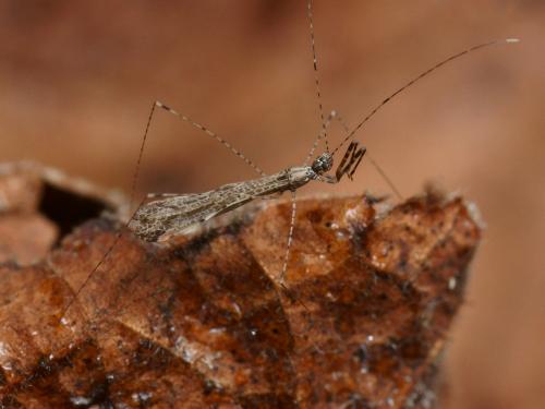 Empicoris rubromaculatus