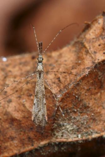 Empicoris rubromaculatus