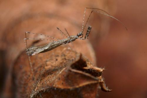 Empicoris rubromaculatus