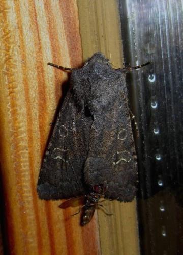 Réf. 114 618 : Aporophyla lueneburgensis