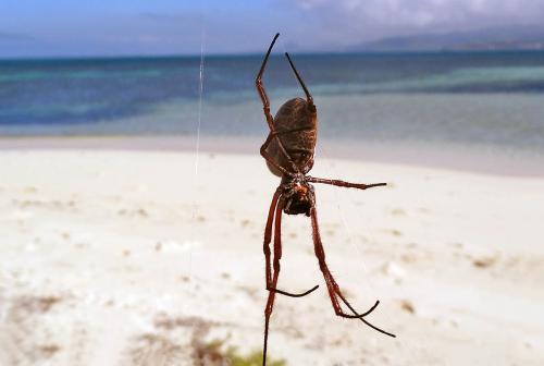 Trichonephila edulis
