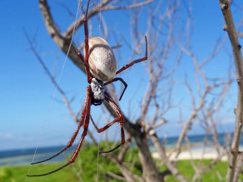 Trichonephila edulis
