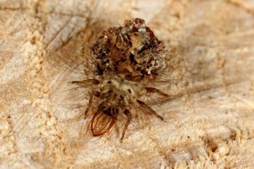 Réf. 114 010 : Pseudomallada sp.