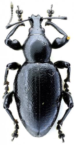 Réf. 114 135 : Otiorhynchus morio