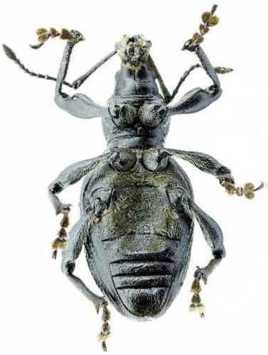 Réf. 114 136 : Otiorhynchus morio