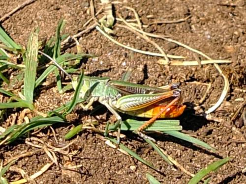 Réf. 114 855 : Stenobothrus lineatus lineatus