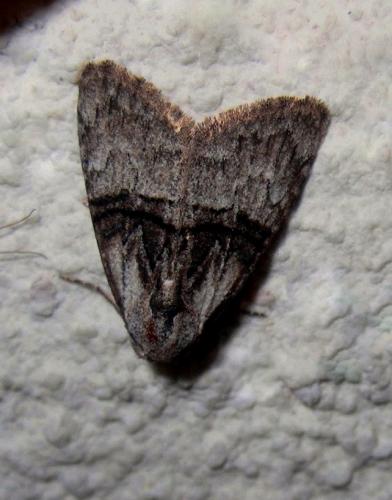 Réf. 114 501 : Meganola togatulalis