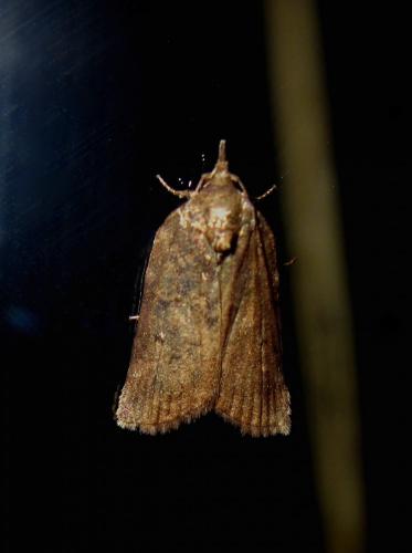 Nycteola sp.