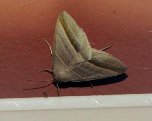 Ptichodis immunis