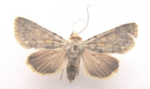 Réf. 114 071 : Dichagyris renigera