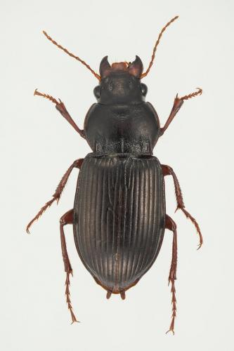 Amara aulica