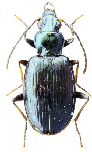 Bembidion tibiale