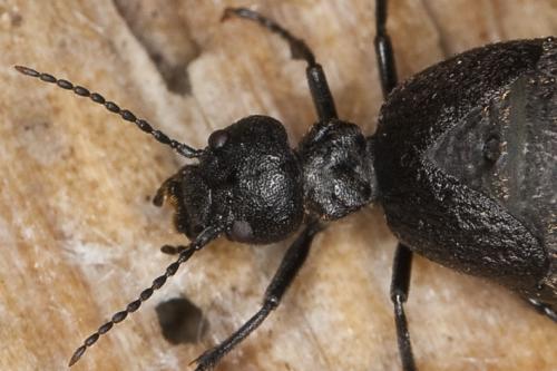 Réf. 114 836 : Meloe murinus