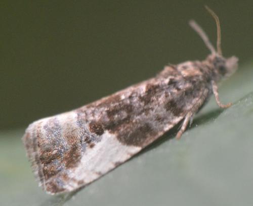 Hedya pruniana