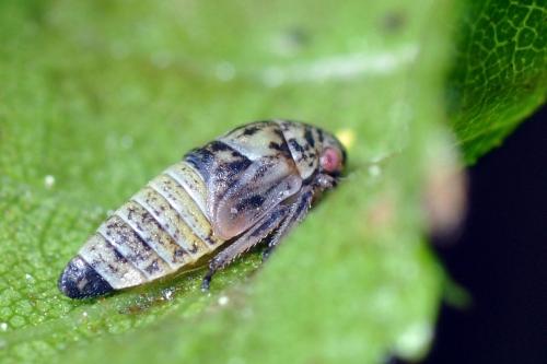 Oncopsis sp.