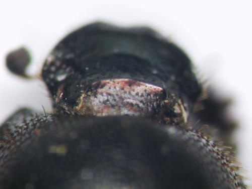 Réf. 114 579 : Onthophagus ovatus
