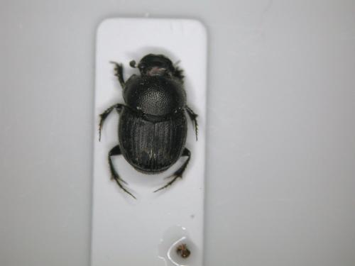 Réf. 114 578 : Onthophagus ovatus