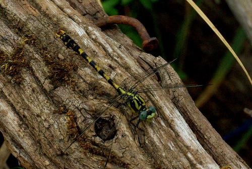 Onychogomphus uncatus