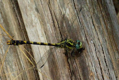 Onychogomphus uncatus