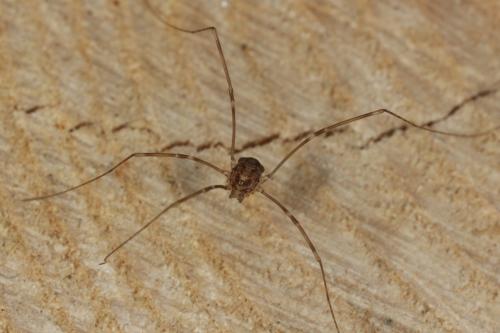 Leiobunum blackwallii