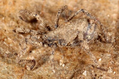 Anelasmocephalus cambridgei