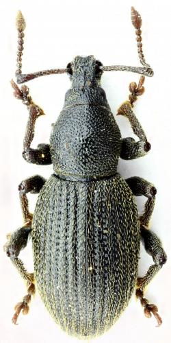 Otiorhynchus corsicus