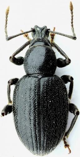Réf. 114 058 : Otiorhynchus meridionalis