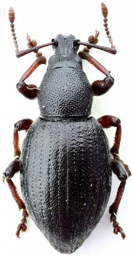 Otiorhynchus fulvipes