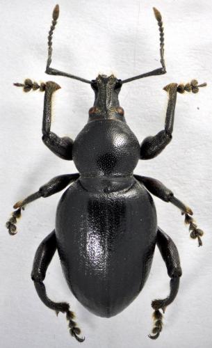 Otiorhynchus cupreosparsus