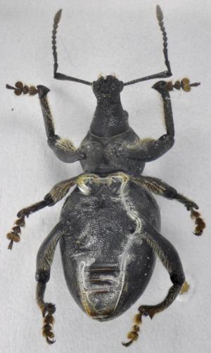 Otiorhynchus cupreosparsus