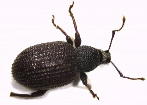 Otiorhynchus rugosostriatus