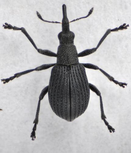 Oxystoma opeticum