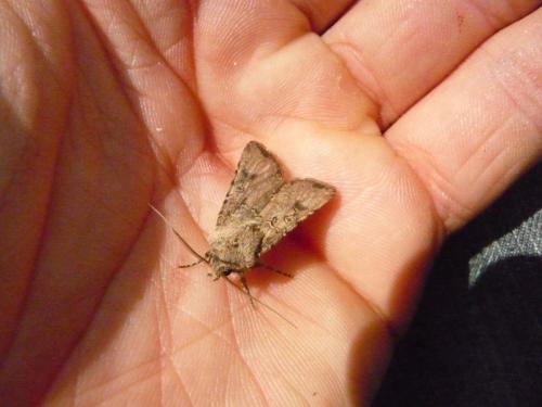 Agrotis segetum