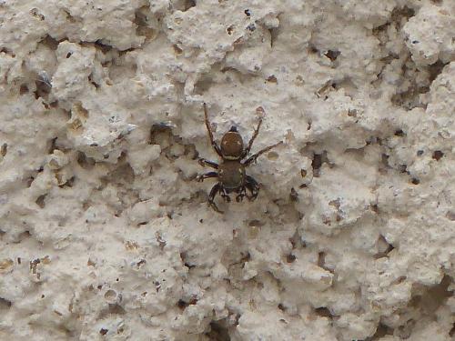 Heliophanus tribulosus