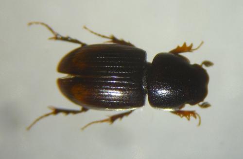 Phalacronothus biguttatus