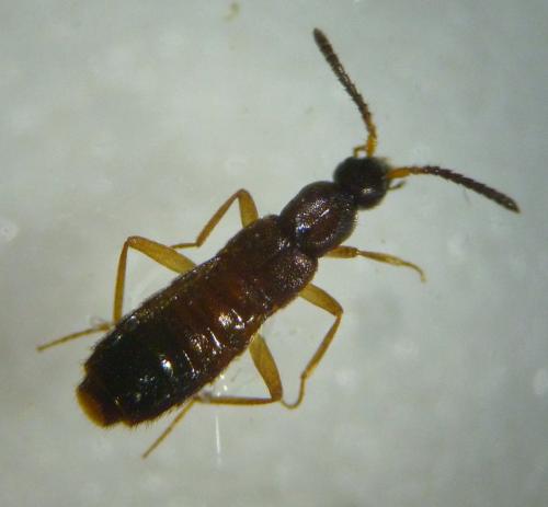 Drusilla canaliculata