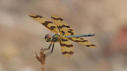 Rhyothemis graphiptera